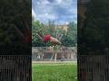 Standing dub full #flip #trick #tricks #acrobatics #tricking #full