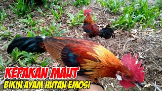 Tak Perlu Waktu Lama Mikat Ayam Hutan Terbaru 2022