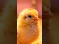 🤯 Watch Baby Chicks Hatch in AMAZING 4K! The Miracle of Life!