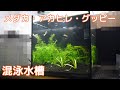 メダカ・アカヒレ・グッピーの混泳水槽【クリスタルキューブ250B】