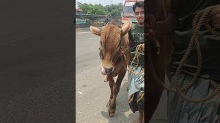 Cow Videos 341