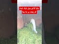 چارا کاٹتے ہوئے ٹوکہ ٹوٹ کر چھت پر جا بجا    
