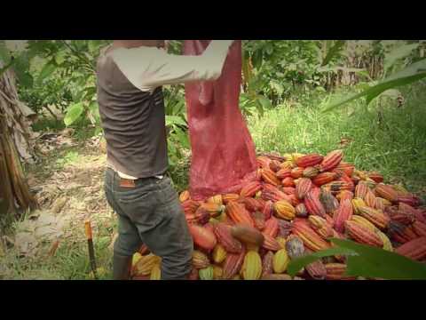 Video: Pochádzajú kakaové bôby?