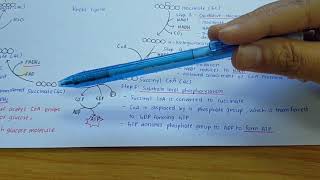 Chapter 5: Cellular Respiration (Krebs Cycle) screenshot 5