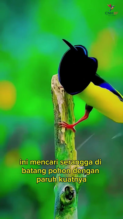 Black-necked Woodpecker(Celeus melanoleucos) #burung #burungkicaudialamliar #kicaumania