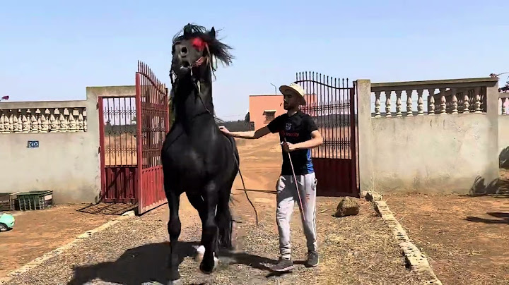 الله الله كنتوجدو عن صلاح ناس سدي بطاش الله ادير لخير 🐴❤️