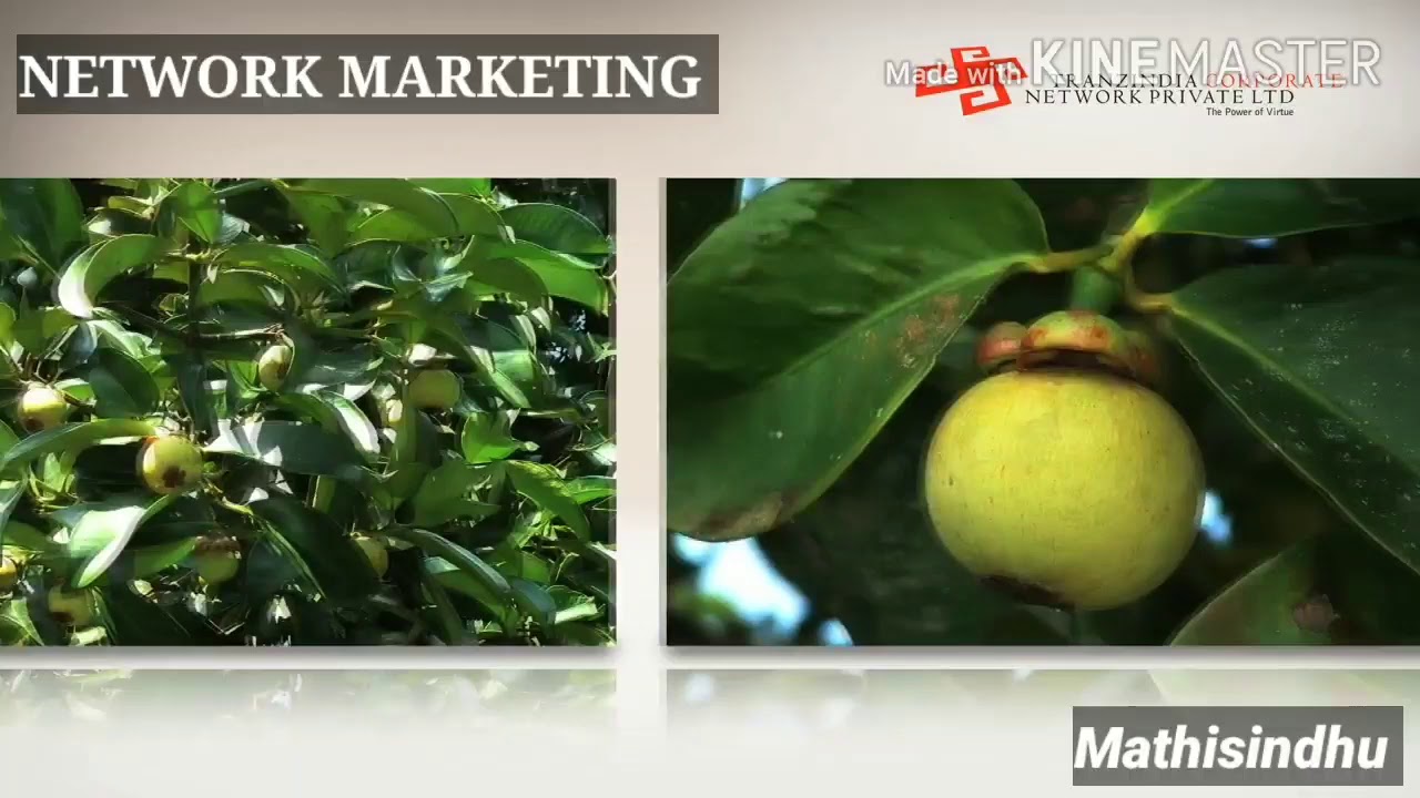 TRANZ MANGOSTEENS FRUIT JUICE BENEFITS tamil motivation Network