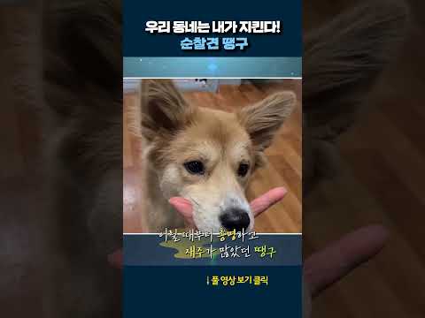 순찰견 땡구 #shorts