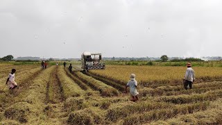 Farmer do rice harvesting and catch many mice for food, look so happy [4K Video] #866 - CAM FARM