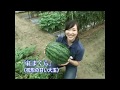 【野菜】「楽しい家庭菜園」スイカ ①定植終了までの管理