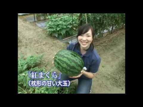 野菜 楽しい家庭菜園 スイカ 定植終了までの管理 Youtube