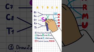 Plexo Braquial Explicado De Forma Sencilla Dibújalo O Suspende En 60 Segundos Anatomía Usmle...