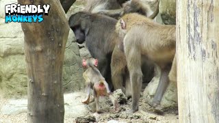 Nice Monkeys Having Fun