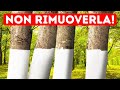 Perché alcuni Alberi Sono Verniciati di Bianco + 11 Perché Incomprensibili