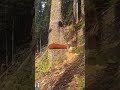 tree cutting #downtree #wood #cuttingtree
