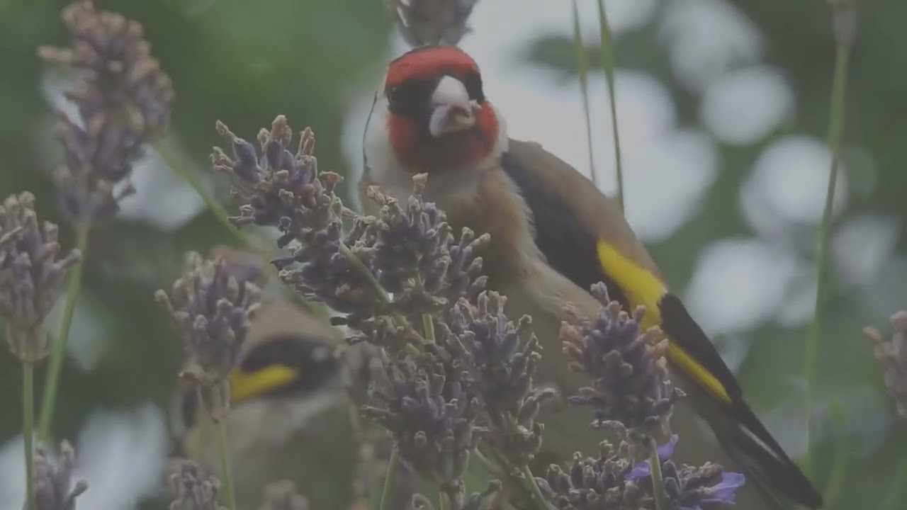 Tagträume      Stieglitz mit Jungen