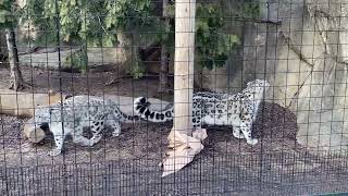 Snow Leopard 🐆 @ Lincoln Park Zoo