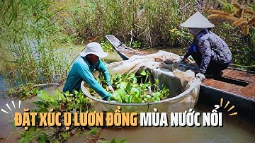 Nghề Đặt Xúc ụ Lươn Đồng Mùa Nước Nổi Cho Thu Nhập Cao | Tin Tức Miền Tây