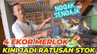 Berawal dari Pelihara  4 Indukan Kenari Merlok kini jadi ratusan Ekor  Nggak Habis Habis