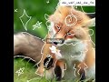 WOLFS THE SMILEY NOT MEE :P #duo #fox #wolf