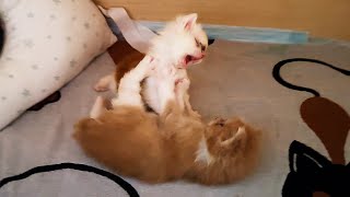 MELISSA'S MAINE COON KITTENS HAVE LEARNED TO PLAY / Rats meet Watermelon