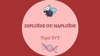 Différence entre diploïde et haploïde