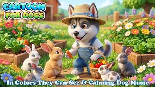 Happy Farm Life with Husky 🥕 Music Cartoon for Dogs 2026 🐶 Best For Home Alone Dogs