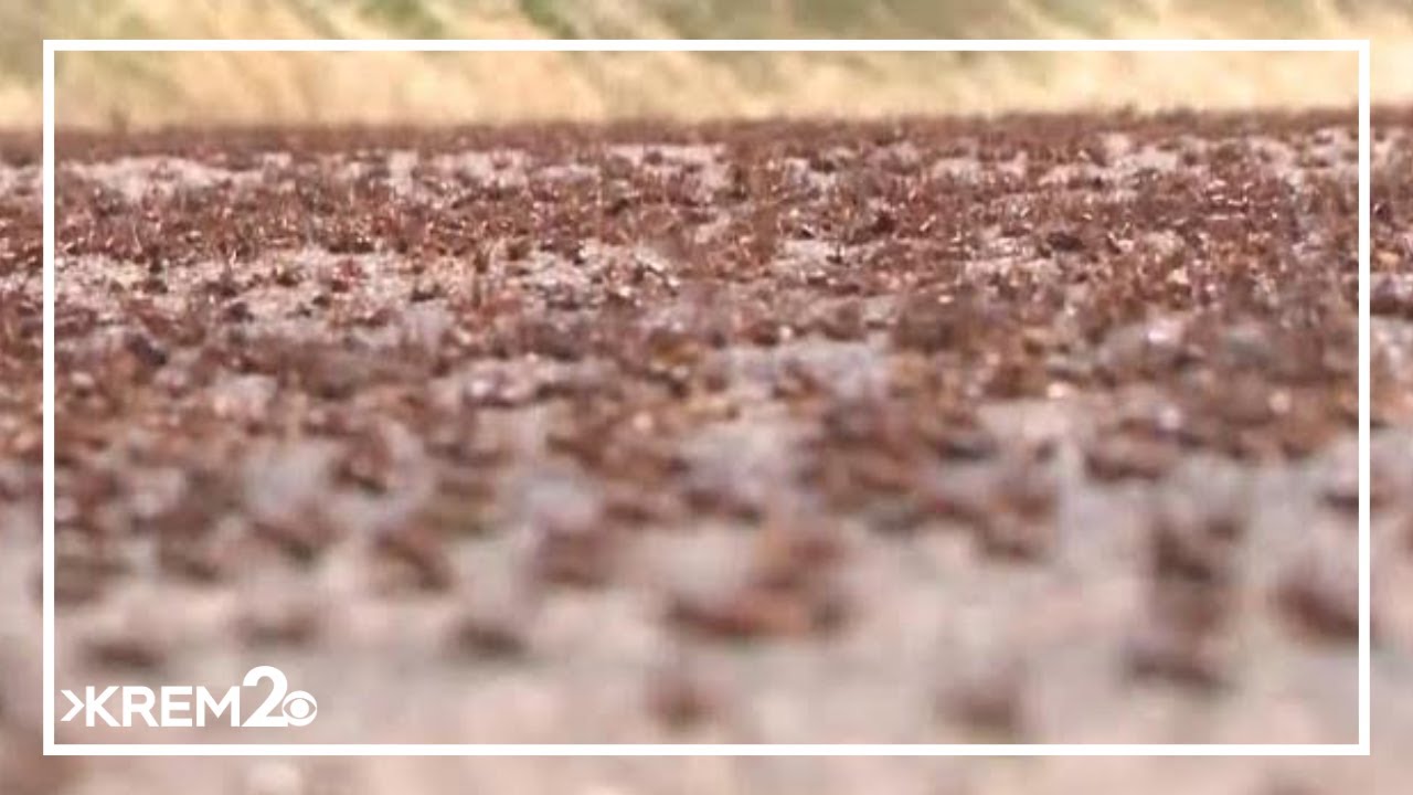 'Mormon Crickets' swarm in Idaho