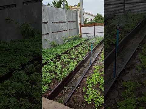 Vegetable garden in front of my house.#shot #poumaofarm #vegetables