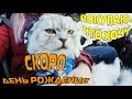 КЕВИН ГОТОВИТСЯ КО ДНЮ РОЖДЕНИЯ | КОТ В МАГАЗИНЕ