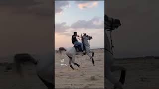 AZR GOAT farm quality stream quality horse 🐴#animals #best#love  #horse subscribe my channel Mystory