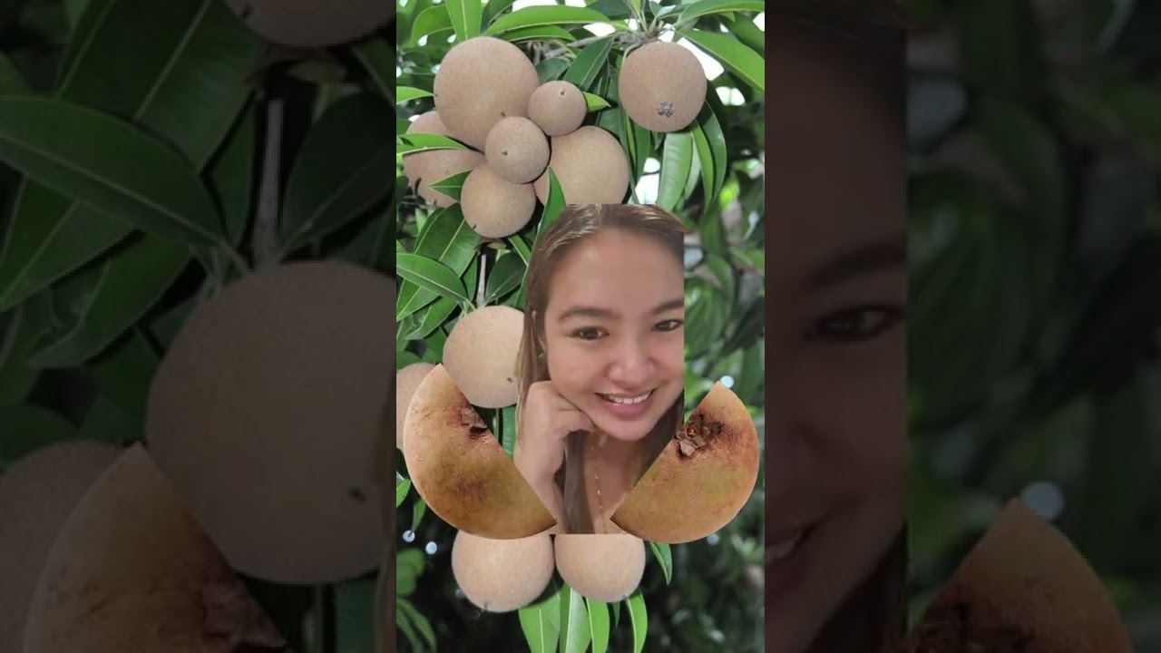 Ohhhlalala!! CHIKOO / SAPODILLA Lady Surprise inside 👧 