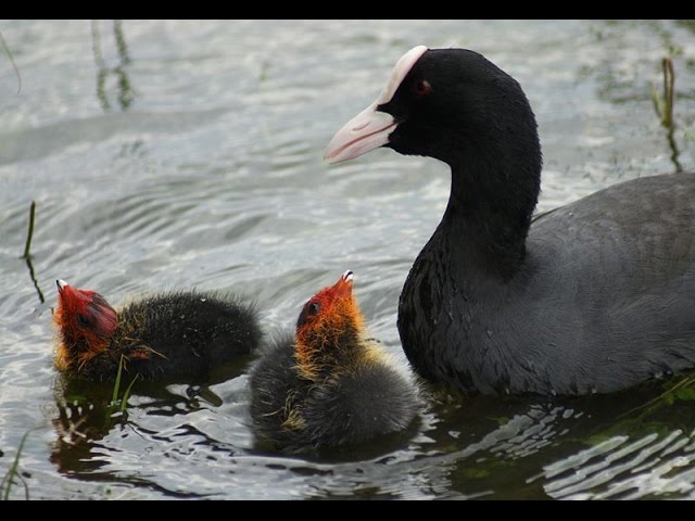 Common moorhen
