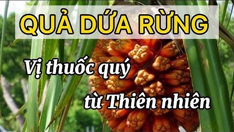 Rượu ngâm quả dứa rừng -  Tác dụng bất ngờ trong việc chữa bệnh người già và nam giới