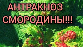 АНТРАКНОЗ смородины!!! Вовремя обнаружить и вылечить!!!