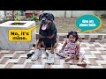 My dog tries shoes for the first time  nike shoes  try not to laugh 