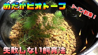 初心者でも失敗しないメダカのビオトープの立ち上げ方～飼育方法について