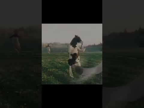 Cooked Helpmemakethismakesense Abraham Memes Viral Trendingshorts Trending