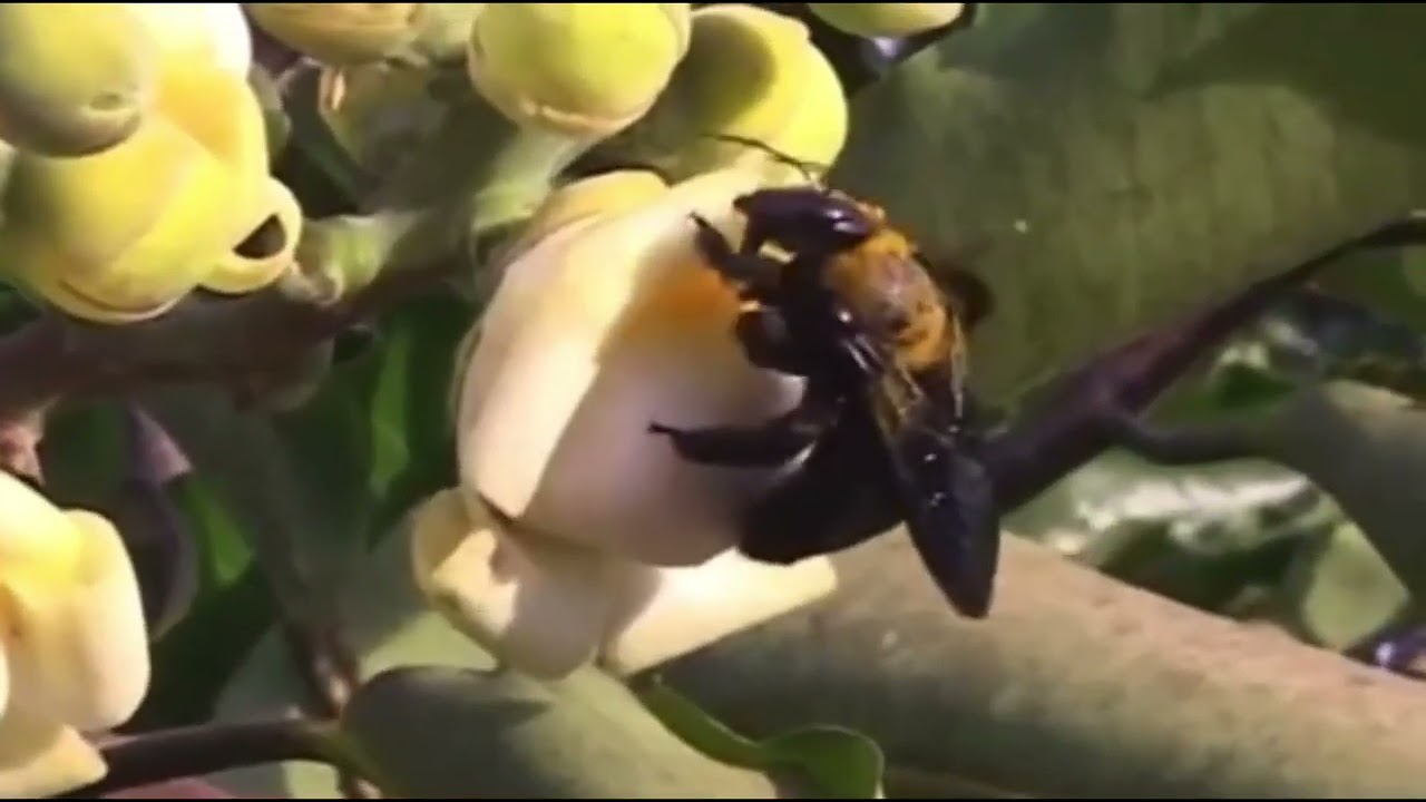 Brazil-Nut Tree Bee Pollination