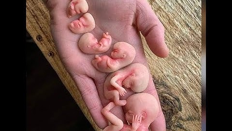 ما تيسر من سورة الإنسان للقارئ بلال بن رشاد القرعاني/ belal _ almesry