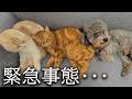 夜中に緊急事態がありました...