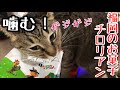 福岡銘菓チロリアンの袋が大好きな猫ちゃん。今日もバリバリ奏でます。次はどんな袋を噛んでくれるのでしょう。