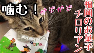福岡銘菓チロリアンの袋が大好きな猫ちゃん。今日もバリバリ奏でます。次はどんな袋を噛んでくれるのでしょう。