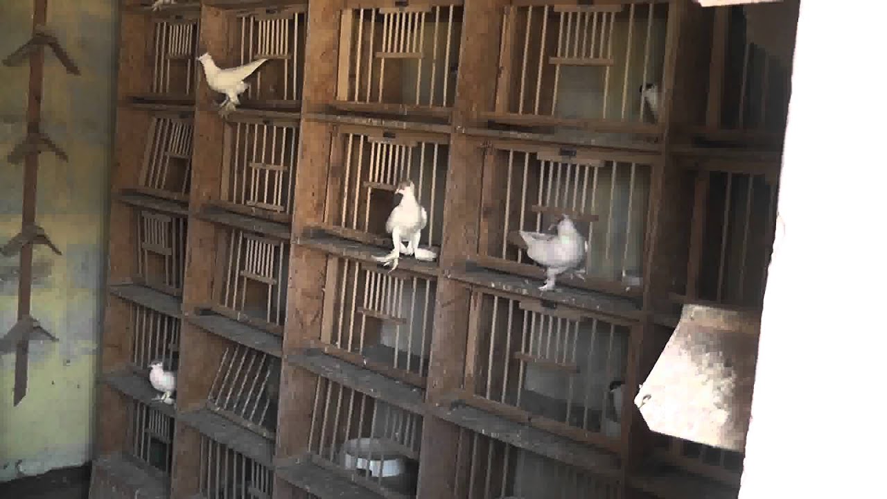 Gołębie ozdobne. Mamki - krymka polska. Long face tumbler pigeons.