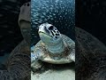 Beyond the Surface: Cinematic Underwater Wonders