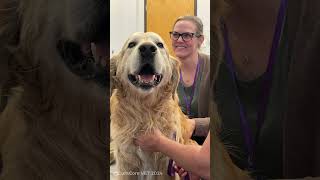 Treating Every Patient as a Whole Patient / Medical Acupuncture for Veterinarians Clinical Intensive