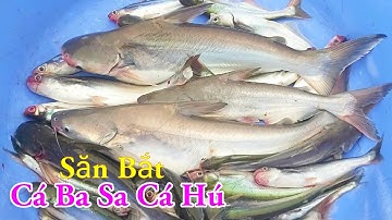 Săn Bắt Cá Ba Sa Cá Hú Câu Mồi Độc Lạ Nhất Miền Tây Sông Nước / Kiềm Rapper