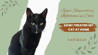 How To Nebulize your CAT with Upper Respiratory Infections | Naturally at Home