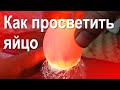 Как просветить яйцо (овоскоп своими руками)
