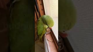 Cookie parrot playing with a stick🥰😄